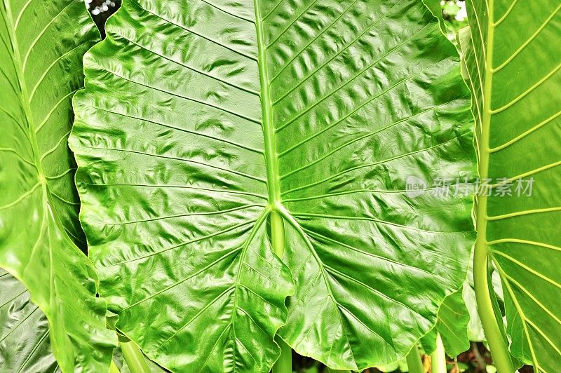 大象的耳朵叶子(Alocasia macrorhizos“Metallica”)